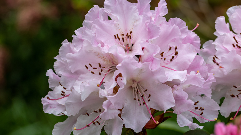 Christmas Cheer rhododendron