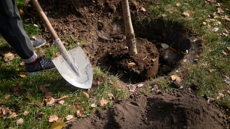 Person digging a hole to plant a tree