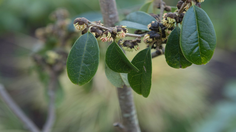Chinese fighazel leaves and flowers up close