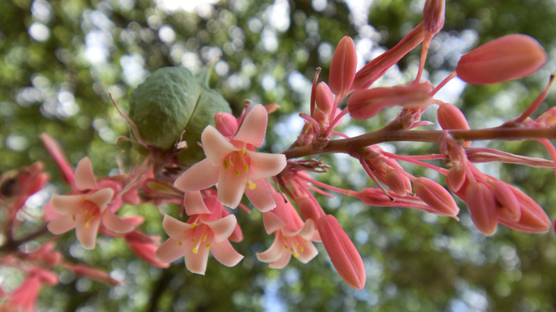 red yucca flower stalk with flowers still in bloom and one seed pod already formed.