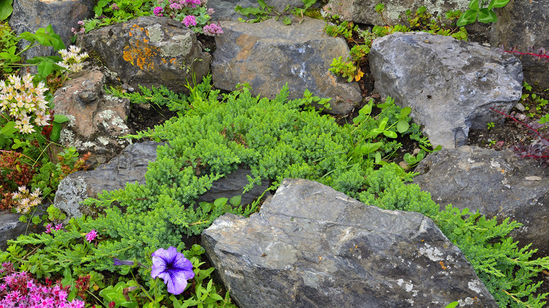 Creeping juniper in rock garden