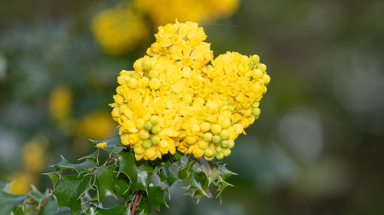 Close up of Oregon grape flowers in bloom