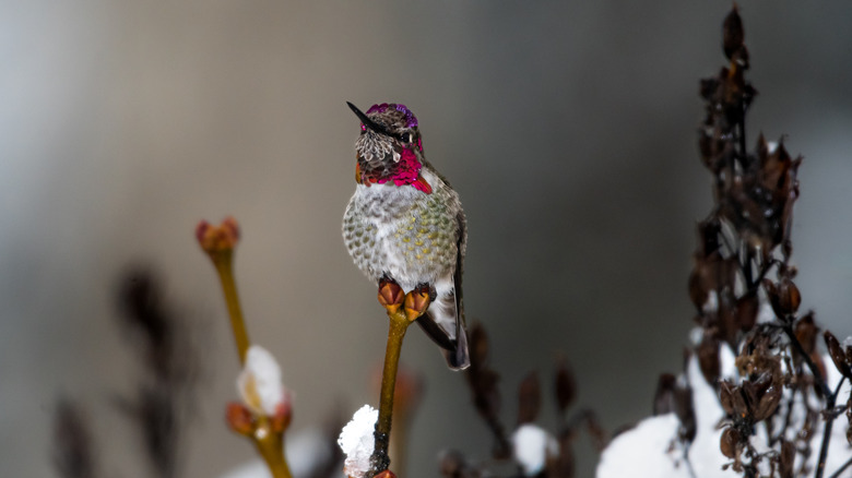 a Anna's hummingbird sitting alone on a winter day