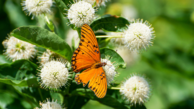 A butterfly foraging for nectar on a buttonbush flower