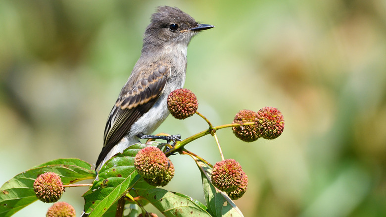 A bird perches on a buttonbush branch