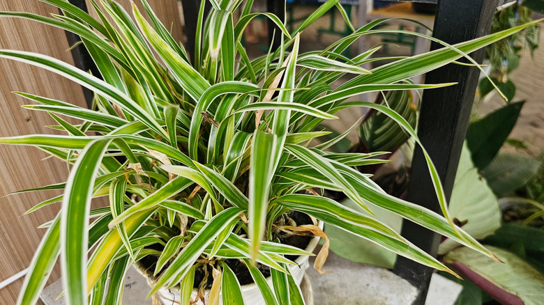 a reverse spider plant