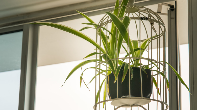 Spider plant in white hanging pot basket