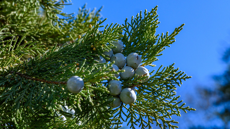 closeup of eastern red cedar fronds with berries