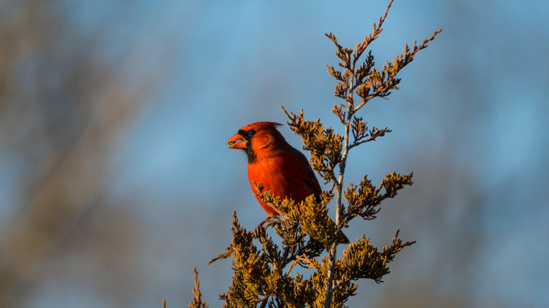 cardinal in eastern red cedar tree