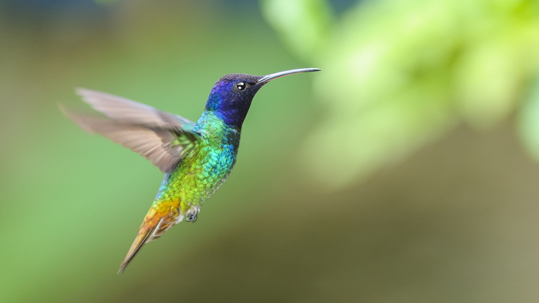 Colorful hummingbird flying