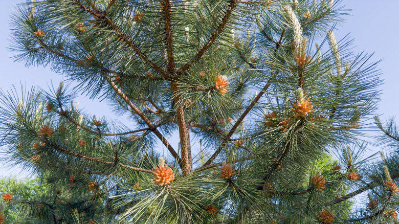 Closeup on coulter pine tree with male pollen cones