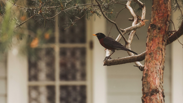 Bird perched in tree in front of house