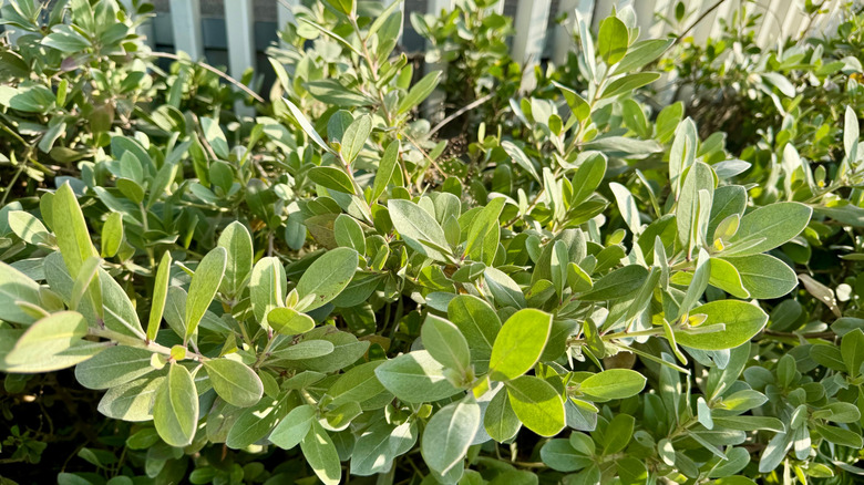 The foliage of green buttonwood