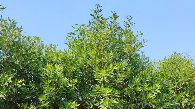 buttonwood tree canopy in a garden