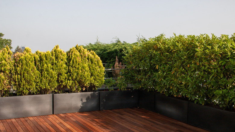 Outdoor wooden deck surrounded by evergreen hedge plants for privacy in pots