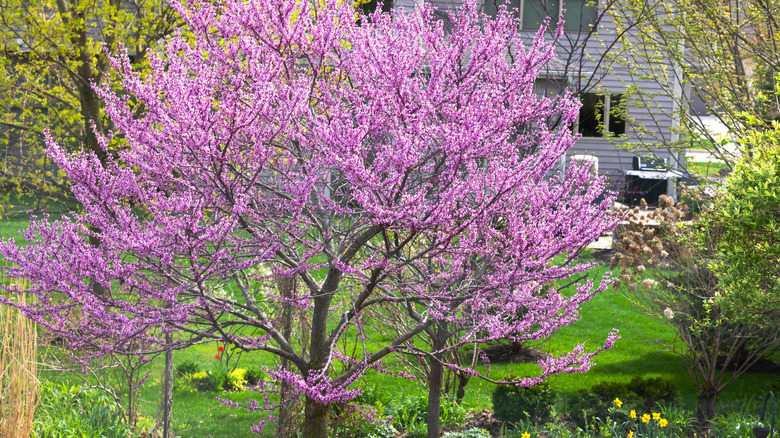 A large eastern redbud tree growing near a house.