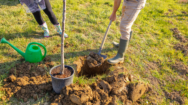 A person digs a hole in a lawn to plant a nearby potted tree sapling while another person stands nearby a green watering can holding a mesh bag.