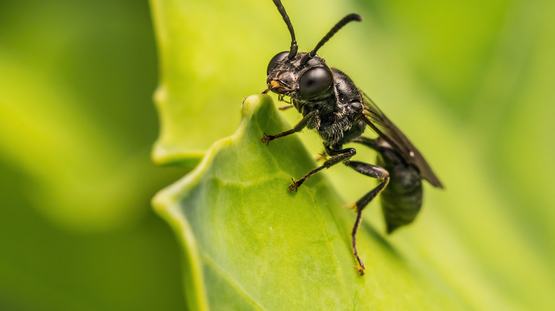 black wasp on leaf 