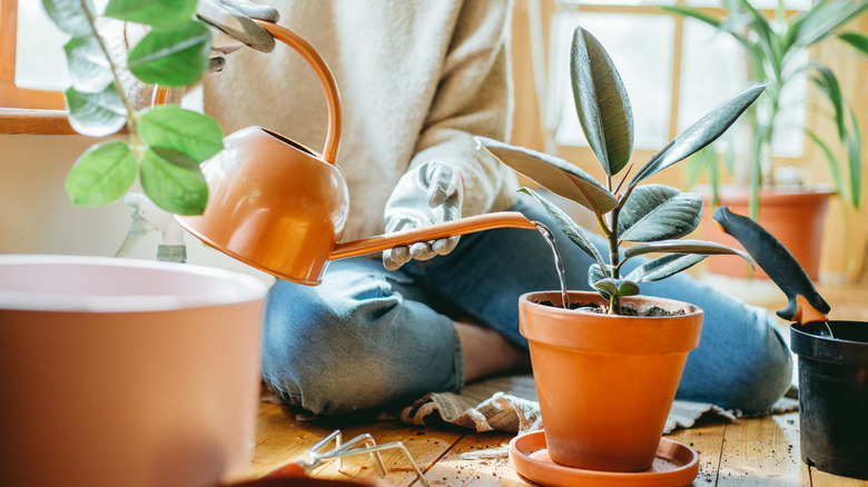 Woman watering a rubber tree