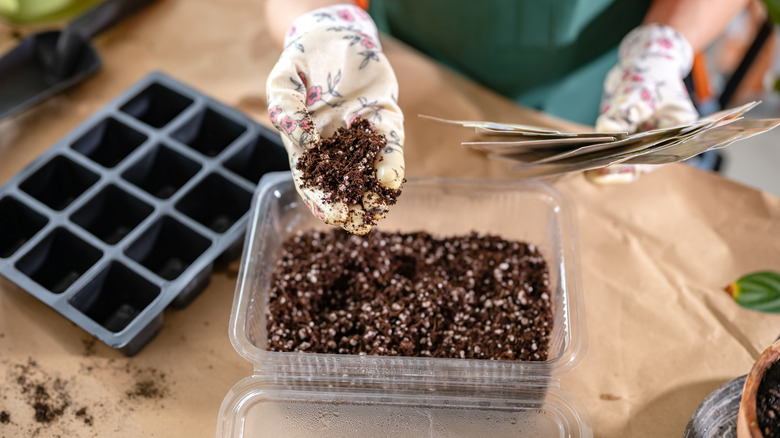 A woman preparing to start seeds in different kinds of containers