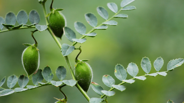 Green chickpea pods on a plant