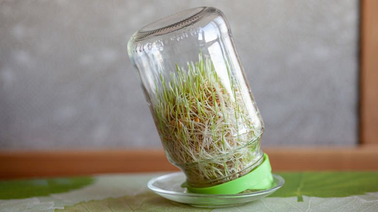 Jar of young sprouts growing in a kitchen