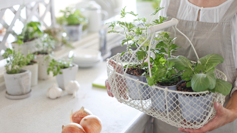 Woman with basket of veggie plants in her kitchen