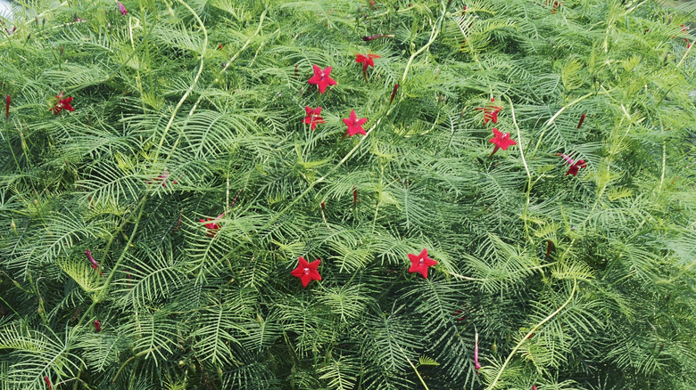 A Cypress vine with red flowers and green, fern-like foliage in the sun.