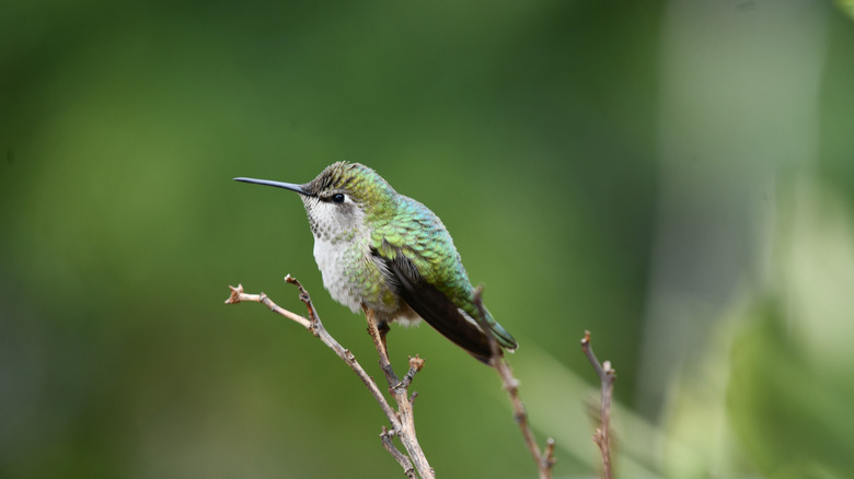 A green hummingbird perched in a tree.