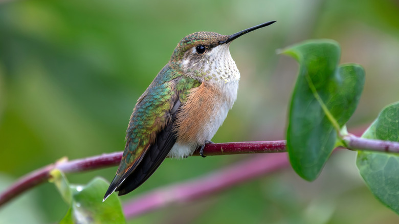 Hummingbird perched on a vine