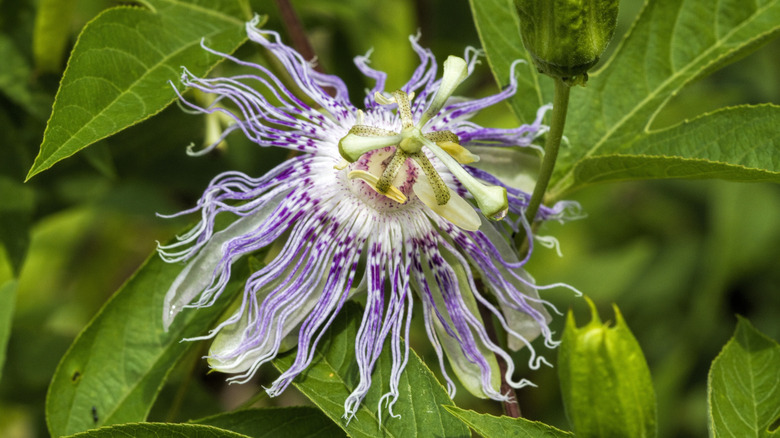 A passionflower bloom on the vine