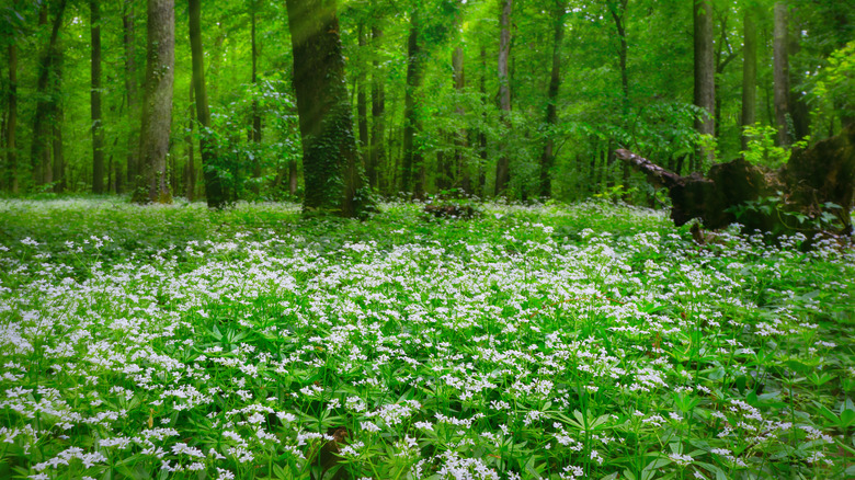 lawn filled with sweet woodruff