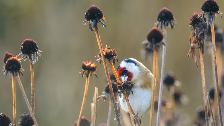 Goldfinch eating seeds on spent coneflowers in Autumn