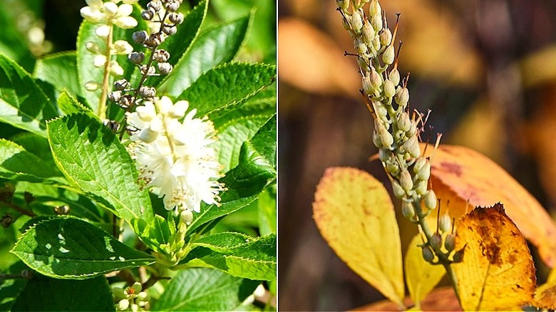 Split image of Clethra alnifolia blooms with white flowers and the plant during the fall