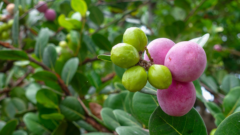 Fruits of the cocoplum tree are shown in shades of light purple and green