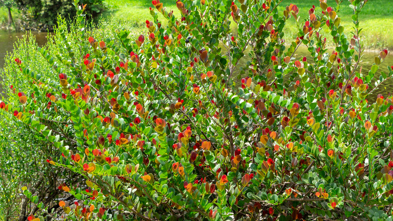 A 'Red Tip' cocoplum hedge is bearing red and green foliage while screening views