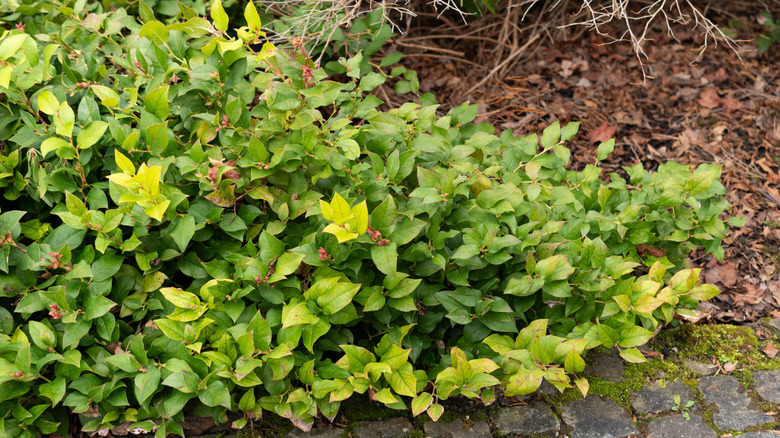 Salal grows along a walkway in a garden.