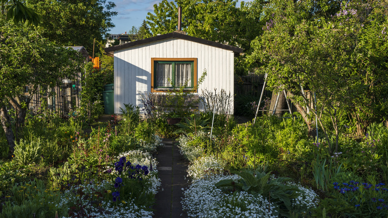 A yard has a variety of pollinator friendly plants.