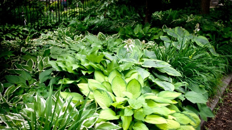 Several varieties of hosta in a shade garden