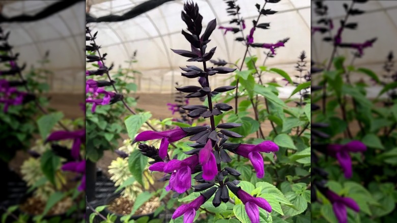 Closeup of Salvia 'Smokey Jazz' showing the stunning magenta flowers