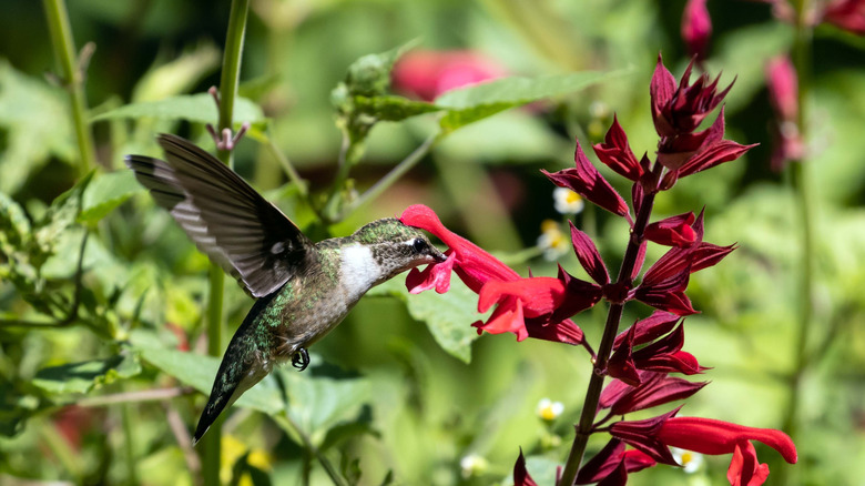 A hummingbird enjoying some nectar from a red salvia