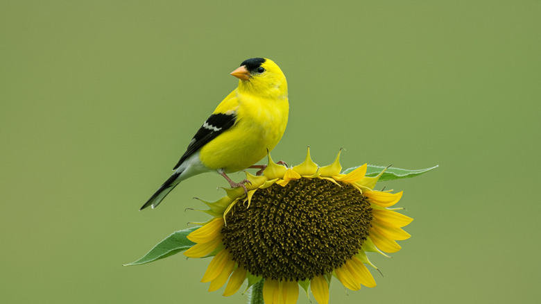 American goldfinch perched on a sunflower.