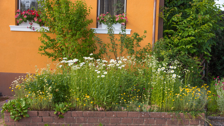 Front yard with native plants and flowers.