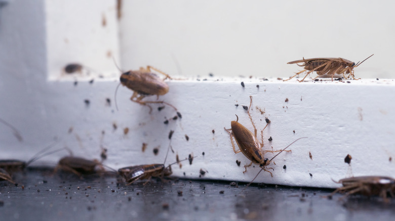 Cockroaches
