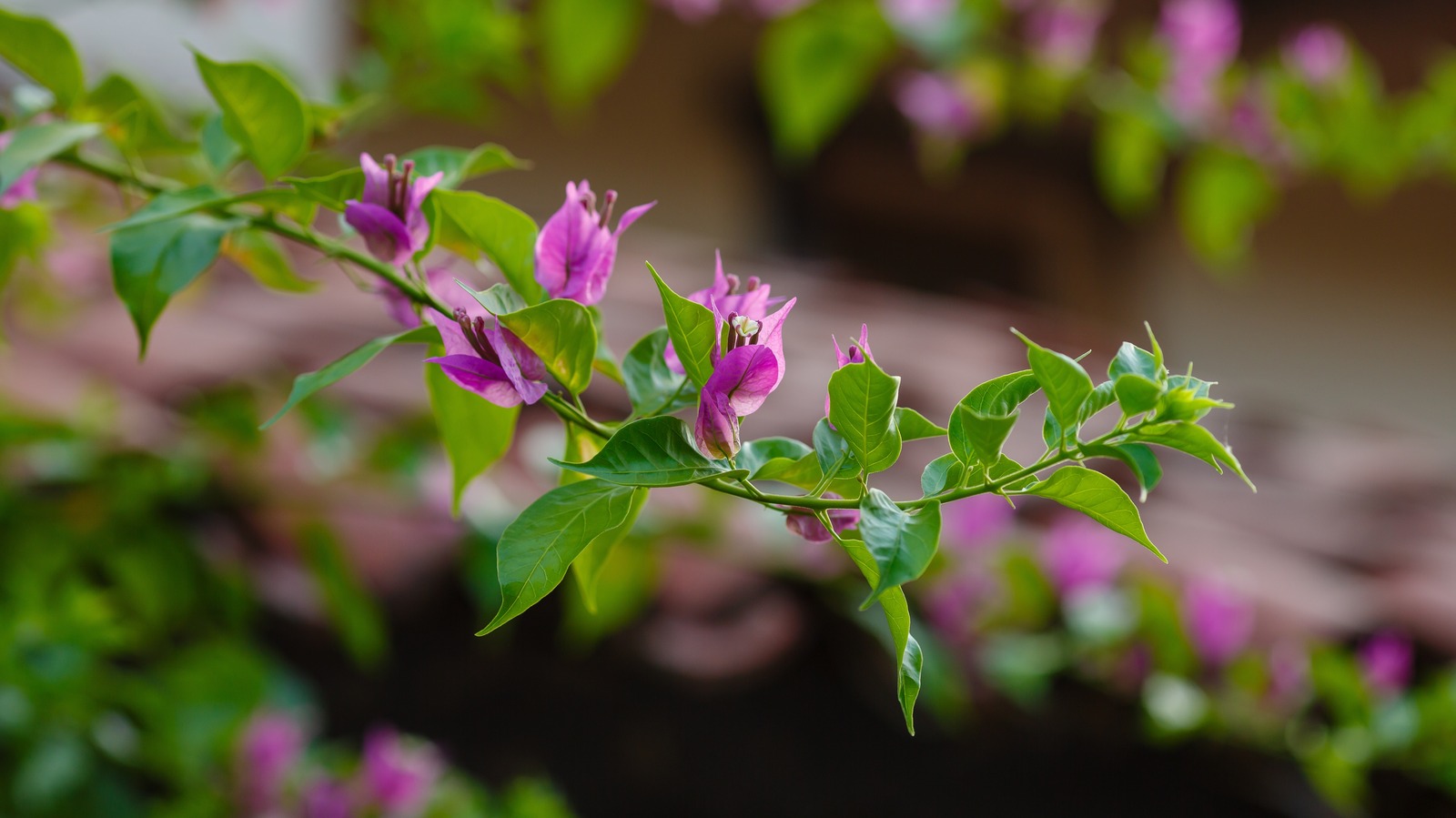 Pruning Bougainvillea: Getting This Flowering Machine to Bloom