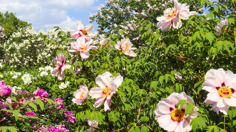 Pink tree peonies