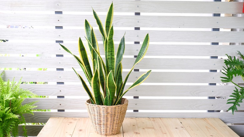 snake plant in brown wicker basket on white background