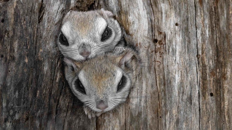 two squirrels in tree hole