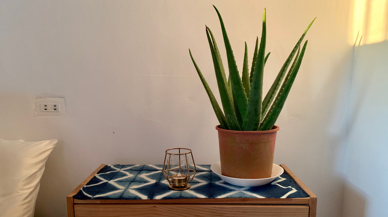 Potted aloe plant on top of a wooden nightstand