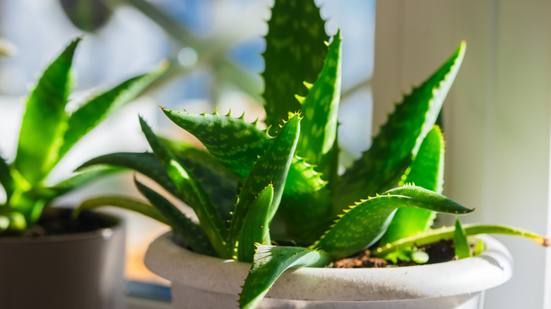 Close up view of a healthy potted aloe vera plant